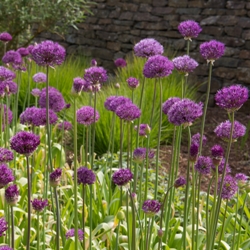 Purple Sensation Allium