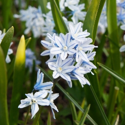 Shutterstock_Puschkinia_Libanotica Puschkinia Libanotica
