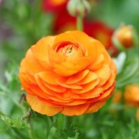 Shutterstock_Ranunculus_Orange Ranunculus