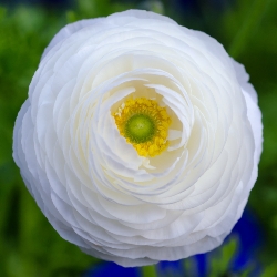 Ranunculus (Spring)