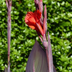 Shutterstock_Red_King_Humbert Red King Humbert Giant Canna