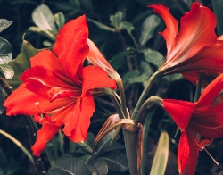Amaryllis Gift Kit