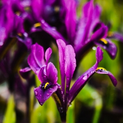 Shutterstock_Reticulata_JS_Dijt J.S. Dijt Dwarf Iris