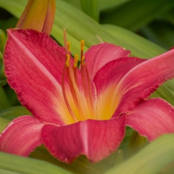 Rose Red Ruffles Daylily Clump