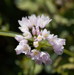 Shutterstock_Roseum Roseum Allium