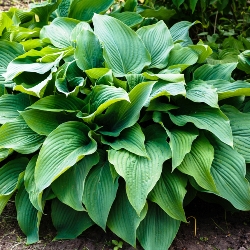Shutterstock_Royal_Standard Royal Standard Hosta By the Bushel