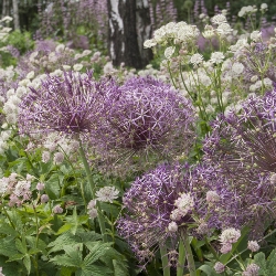 Schubertii Allium