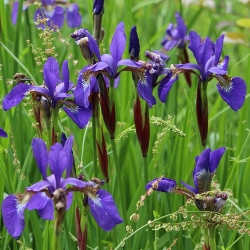 Caesar's Brother Siberian Iris