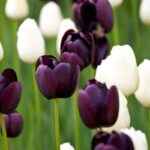 Single Late Tulips