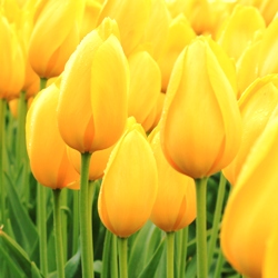 Big Smile Tulip