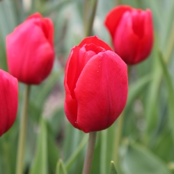 Shutterstock_Single_Late_Kingsblood Kingsblood Tulip