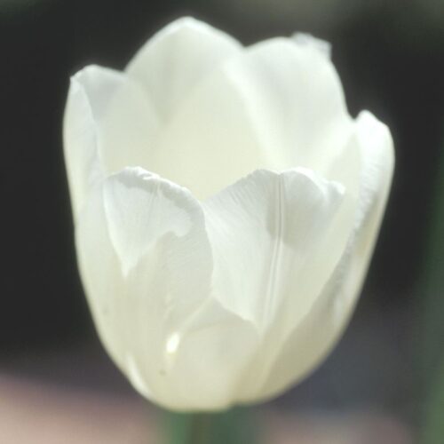 Shutterstock_Single_Late_Maureen Maureen Tulip