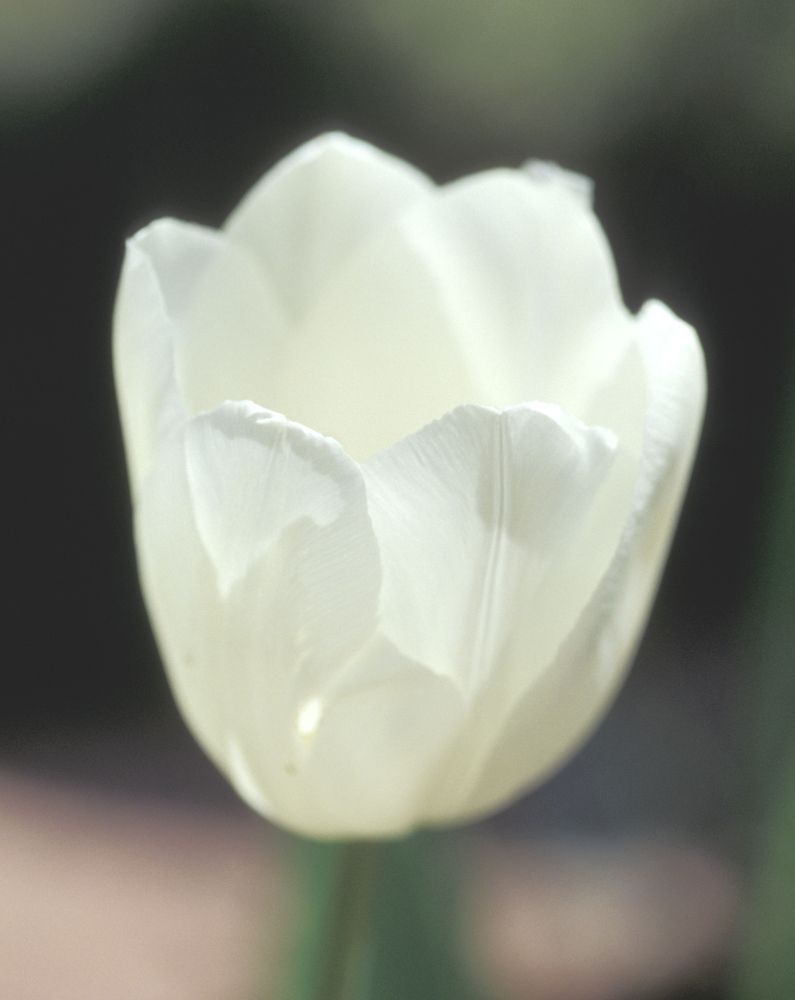 Maureen Tulip