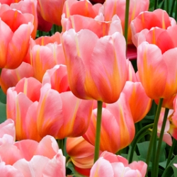 Shutterstock_Single_Late_Menton Menton Tulip