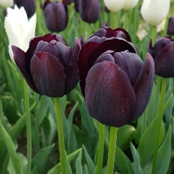 Shutterstock_Single_Late_Queen_of_Night Queen of Night Tulip