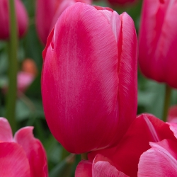 Shutterstock_Single_Late_Renown Renown Tulip