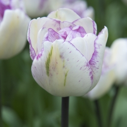 Shutterstock_Single_Late_Shirley Shirley Tulip