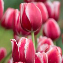 Toyota Tulip