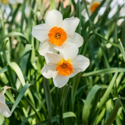 Shutterstock_Small_Cup_Barrett_Browning Barrett Browning Daffodil