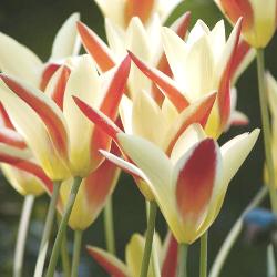 Cynthia Clusiana Tulip