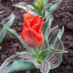 Red Riding Hood Tulip