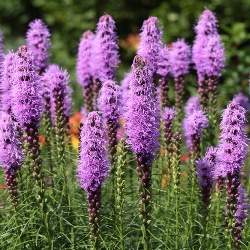 Shutterstock_Spicata Liatris Spicata
