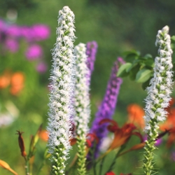Shutterstock_Spicata_Alba Liatris Spicata Alba