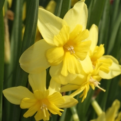 Shutterstock_Split_Corona_Tripartite Tripartite Split Corona Daffodil