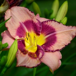 Shutterstock_Strawberry_Candy Strawberry Candy Daylily