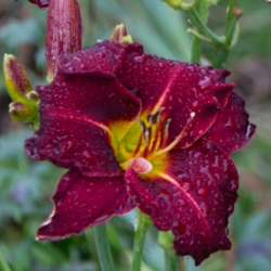 Shutterstock_Strutters_Ball Strutters Ball Daylily