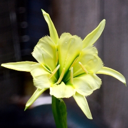 Shutterstock_Sulfur_Queen Hymenocallis Sulfur Queen