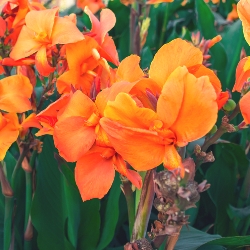 Shutterstock_Tangelo Tangelo Dwarf Canna