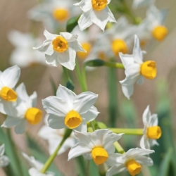Shutterstock_Tazetta_Canaliculatus Canaliculatus Daffodil