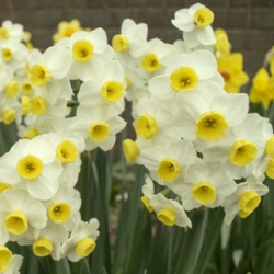 Minnow Daffodil