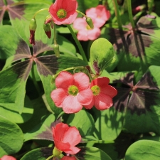 Shutterstock_Tetraphylla Oxalis Tetraphylla