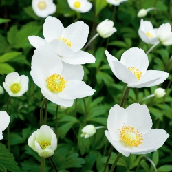 The Bride Anemone