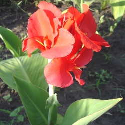 Shutterstock_The_President The President Giant Canna