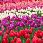 Triumph Tulips