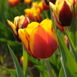 Kees Nelis Tulip