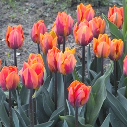 Princess Irene Tulip