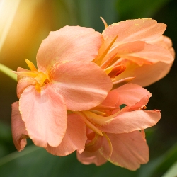 Shutterstock_Tropical_Sunrise Tropical Sunrise Dwarf Canna