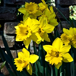Dutch Master Daffodil
