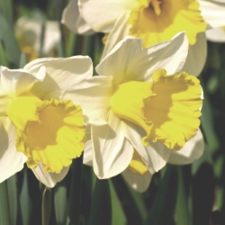 Shutterstock_Trumpet_Holland_Sensation Holland Sensation Daffodil