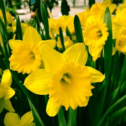 Shutterstock_Trumpet_Rijnvelds_Early_Sensation Rijnveld's Early Sensation Daffodil