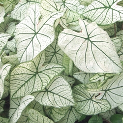 Shutterstock_White_Christmas White Christmas Fancy Leaf Caladium