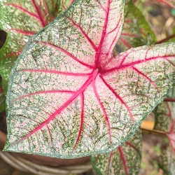 Shutterstock_White_Queen2 White Queen Fancy Leaf Caladium