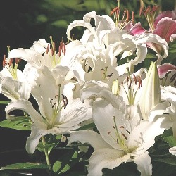 Siberia Siberia Oriental Lily