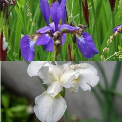 Siberian_Iris_Collection Siberian Iris Collection