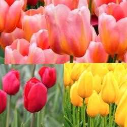 Single_Late_Tulip Single Late Tulip Collection