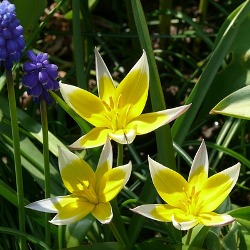 Dasystemon Tarda Species Tulip